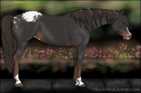 Horse Color:Liver Chestnut Sabino Appaloosa 