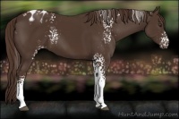 Horse Color:White Spotted Liver Chestnut Blanket 