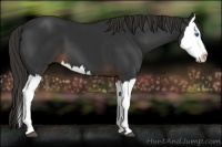 Horse Color:Liver Chestnut Splash 