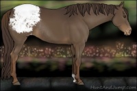 Horse Color:Liver Chestnut Varnish Rabicano 