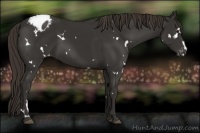 Horse Color:White Spotted Liver Chestnut Appaloosa 