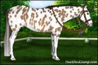 Horse Color:Bay Dun Splash Appaloosa 