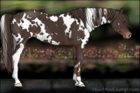 Horse Color:White Spotted Liver Chestnut Appaloosa 