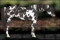 Horse Color:White Spotted Liver Chestnut 