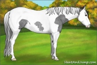 Horse Color:Blue Roan Splash Tobiano Rabicano