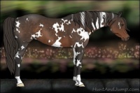 Horse Color:White Spotted Liver Chestnut 