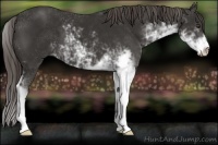 Horse Color:Liver Chestnut Sabino