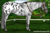 Horse Color:Black Appaloosa  and Black Appaloosa 