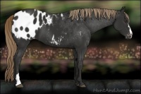 Horse Color:Liver Chestnut Appaloosa 
