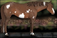Horse Color:White Spotted Liver Chestnut Frame 