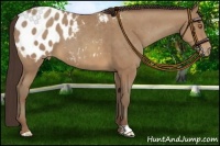 Horse Color:Sable Champagne Appaloosa