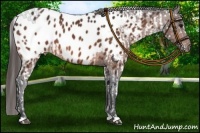 Horse Color:Bay Appaloosa  and Bay Appaloosa 
