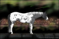 Horse Color:Blue Roan Tobiano Frame Appaloosa