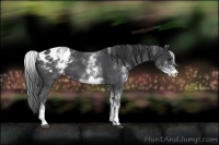 Horse Color:White Spotted Blue Roan Varnish