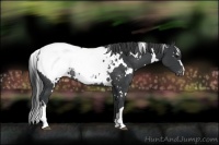 Horse Color:White Spotted Black Appaloosa Rabicano
