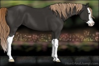 Horse Color:Liver Chestnut Splash 