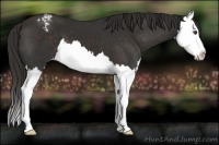 Horse Color:Liver Chestnut Splash Appaloosa 