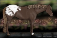 Horse Color:Liver Chestnut Varnish 