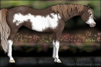 Horse Color:Liver Chestnut Sabino Splash Frame 