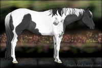 Horse Color:Black Tobiano 