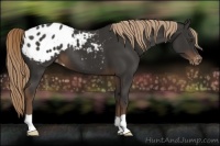 Horse Color:Liver Chestnut Appaloosa 