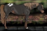 Horse Color:Liver Chestnut Appaloosa 