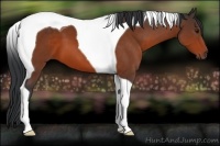 Horse Color:Brown Tobiano 