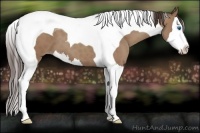 Horse Color:Classic Champagne Splash Tobiano 