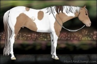 Horse Color:Classic Champagne Tobiano