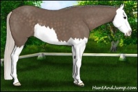 Horse Color:Silver Black Splash