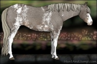 Horse Color:White Spotted Liver Chestnut Mushroom Varnish