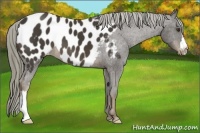 Horse Color:Liver Chestnut Mushroom Near Leopard