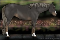 Horse Color:Liver Chestnut Sabino