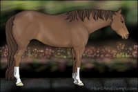 Horse Color:Liver Chestnut 