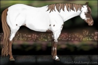 Horse Color:Liver Chestnut Appaloosa 