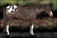 Horse Color:Liver Chestnut Appaloosa 
