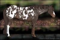 Horse Color:Liver Chestnut Appaloosa