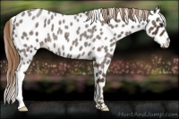 Horse Color:Liver Red Roan Appaloosa 