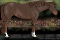 Horse Color:Liver Chestnut 