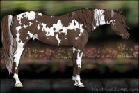 Horse Color:White Spotted Liver Chestnut 