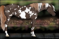 Horse Color:White Spotted Liver Chestnut 