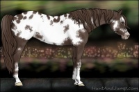 Horse Color:Liver Chestnut Sabino Frame Appaloosa