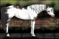 Horse Color:White Spotted Liver Chestnut Sabino Frame 
