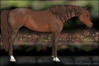 Horse Color:Liver Chestnut 
