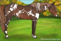 Horse Color:White Spotted Liver Chestnut Varnish 