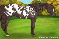 Horse Color:Liver Chestnut Appaloosa 