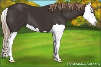 Horse Color:Liver Chestnut Splash 