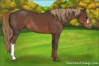 Horse Color:Liver Chestnut 