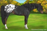 Horse Color:Liver Chestnut Appaloosa