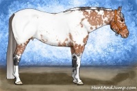Horse Color:White Spotted Bay Appaloosa Rabicano